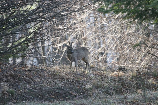 Il Capriolo